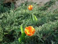 DSC00618.JPG (153797 octets)