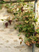 DSC01170.JPG (819666 octets)